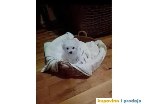 Kovrdžavi bišon - 1/3