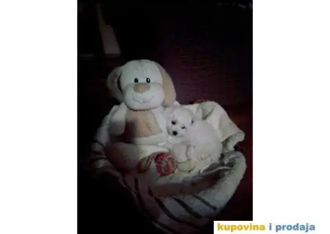 Kovrdžavi bišon - 2/3