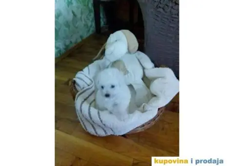 Kovrdžavi bišon - 3/3