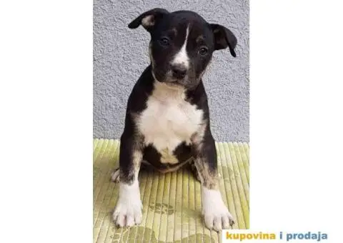 Americki staford stenci - 1/7