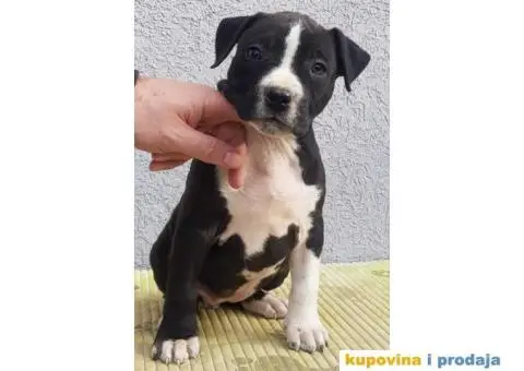 Americki staford stenci - 2/7