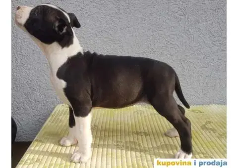 Americki staford stenci - 3/7