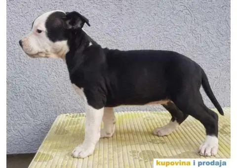 Americki staford stenci - 4/7