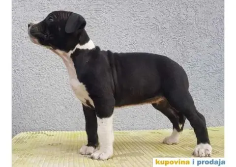 Americki staford stenci - 5/7