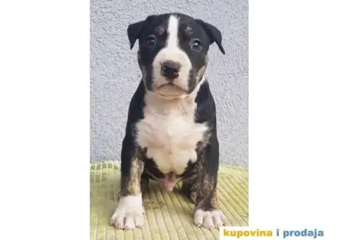 Americki staford stenci - 6/7