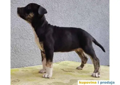 Americki staford stenci - 7/7