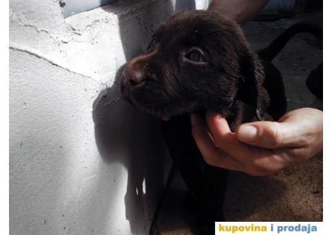 Labrador - 3/7