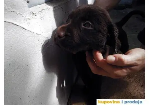 Labrador - 3/7
