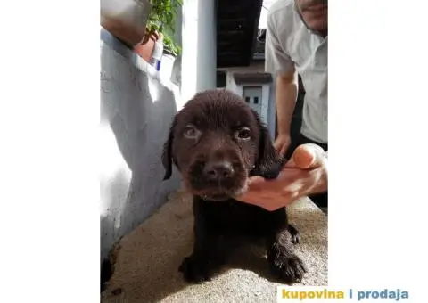 Labrador - 6/7