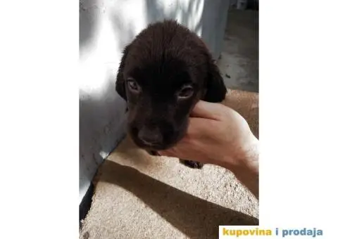 Labrador - 7/7