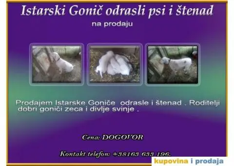 Istarski Gonič - 1/4