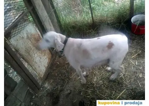 Istarski Gonič - 2/4