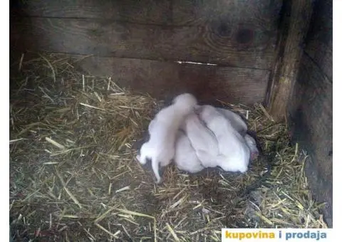 Istarski Gonič - 3/4