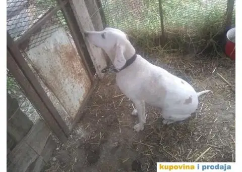 Istarski Gonič - 4/4