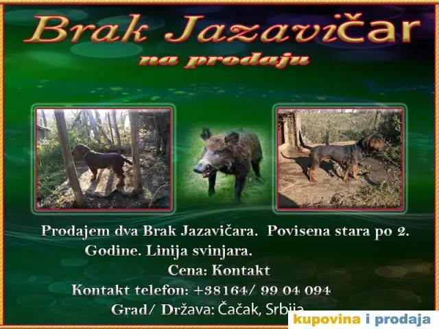 Brak Jazavičar - 1