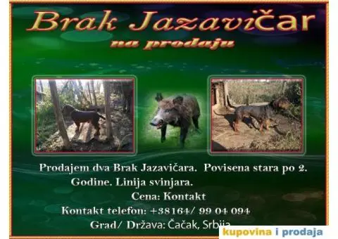 Brak Jazavičar - 1/3