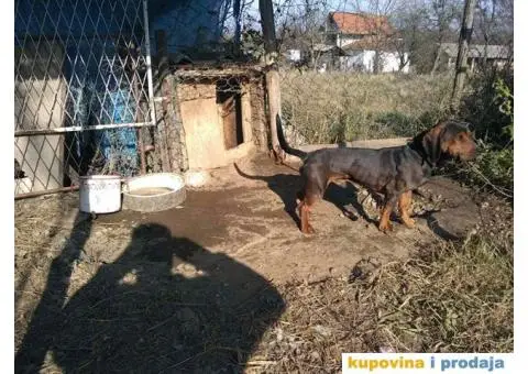 Brak Jazavičar - 2/3