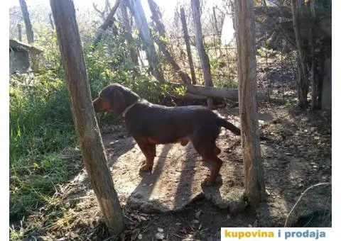 Brak Jazavičar - 3/3