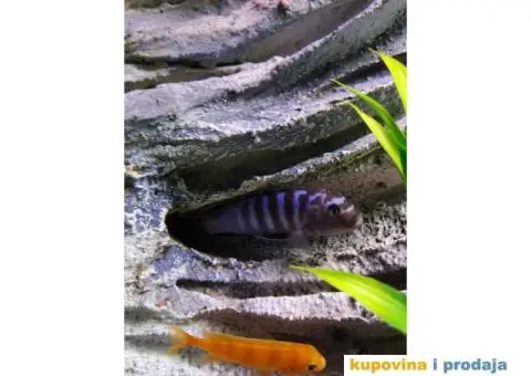 Prodajem ljubimce - afričke ciklide - 1/5