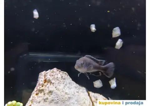 Prodajem ljubimce - afričke ciklide - 2/5