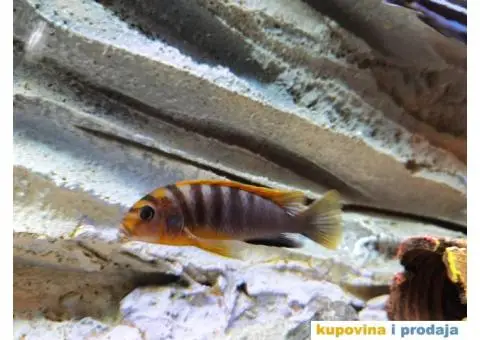 Prodajem ljubimce - afričke ciklide - 3/5
