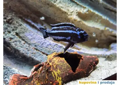 Prodajem ljubimce - afričke ciklide - 4/5