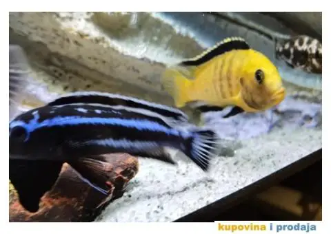 Prodajem ljubimce - afričke ciklide - 5/5