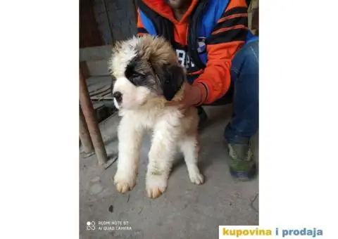 Na prodaju stenci bernardinca - 1/7