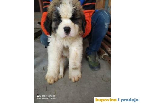 Na prodaju stenci bernardinca - 2/7