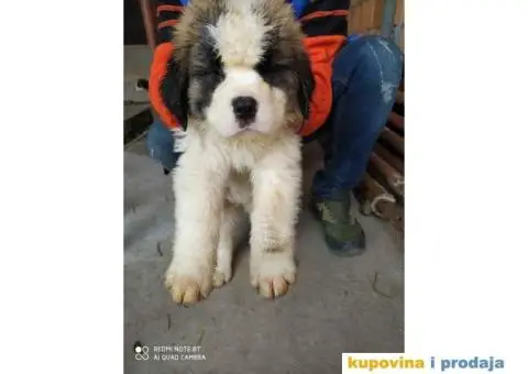 Na prodaju stenci bernardinca - 2/7