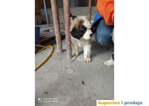 Na prodaju stenci bernardinca - 3/7