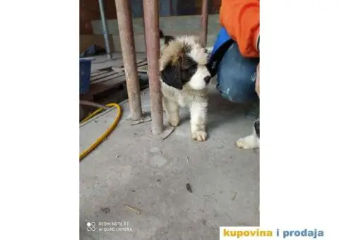 Na prodaju stenci bernardinca - 3/7