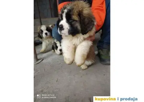 Na prodaju stenci bernardinca - 4/7
