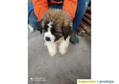 Na prodaju stenci bernardinca - 5/7