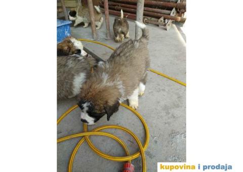 Na prodaju stenci bernardinca - 6/7