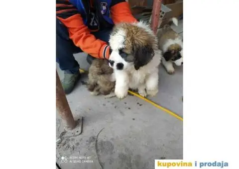 Na prodaju stenci bernardinca - 7/7