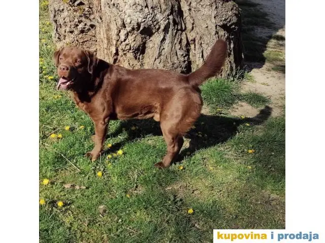 Braon labrador spreman za parenje - 1