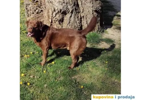 Braon labrador spreman za parenje - 1/7