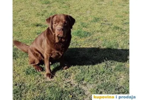 Braon labrador spreman za parenje - 2/7
