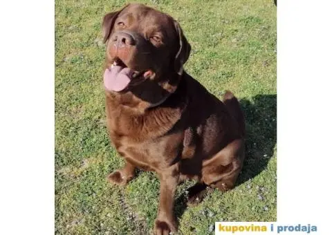 Braon labrador spreman za parenje - 3/7