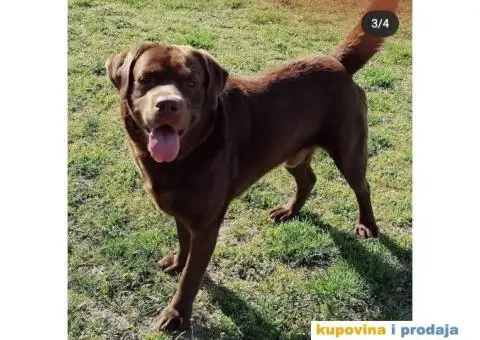Braon labrador spreman za parenje - 4/7