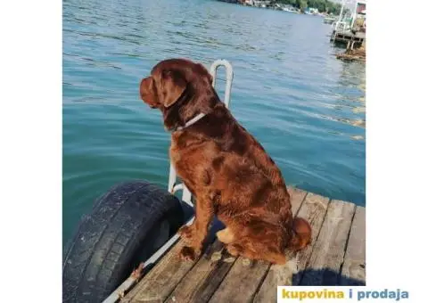 Braon labrador spreman za parenje - 5/7