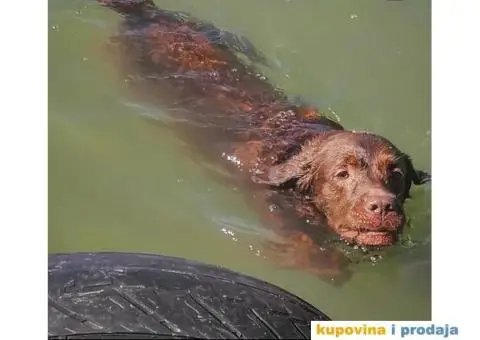 Braon labrador spreman za parenje - 6/7