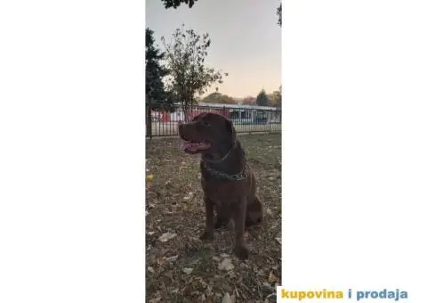 Braon labrador spreman za parenje - 7/7