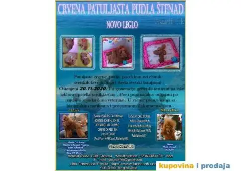 Crvena Patuljasta Pudla - 1/5