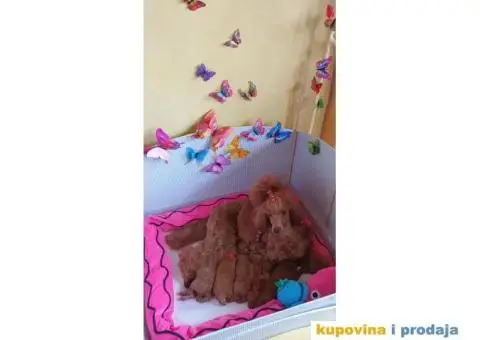 Crvena Patuljasta Pudla - 2/5