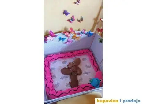 Crvena Patuljasta Pudla - 3/5