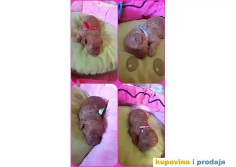 Crvena Patuljasta Pudla - 5/5