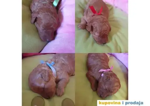 Crvena Patuljasta Pudla - 4/7