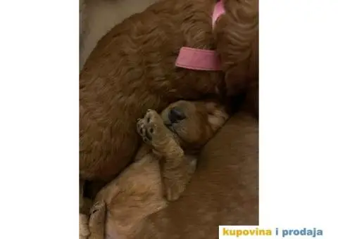 Crvena Patuljasta Pudla - 5/7